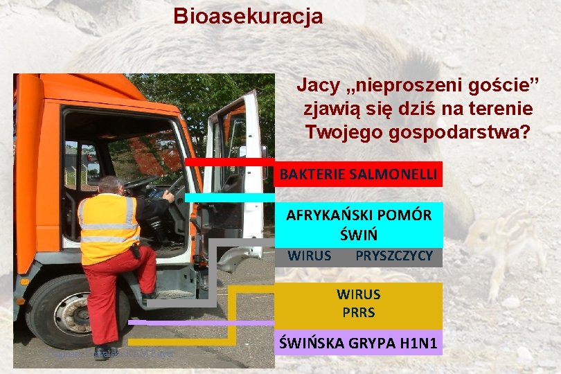 Bioasekuracja Jacy „nieproszeni goście” zjawią się dziś na terenie Twojego gospodarstwa? BAKTERIE SALMONELLI AFRYKAŃSKI