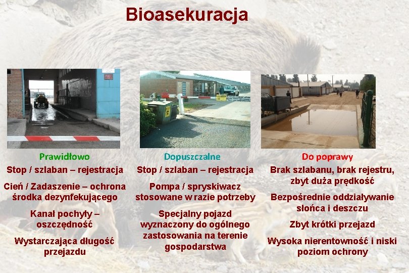 Bioasekuracja Prawidłowo Dopuszczalne Stop / szlaban – rejestracja Cień / Zadaszenie – ochrona środka