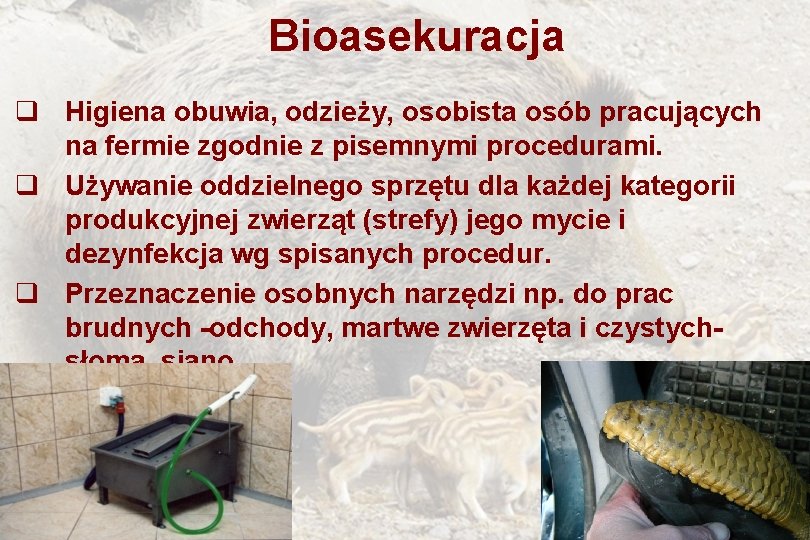 Bioasekuracja q Higiena obuwia, odzieży, osobista osób pracujących na fermie zgodnie z pisemnymi procedurami.