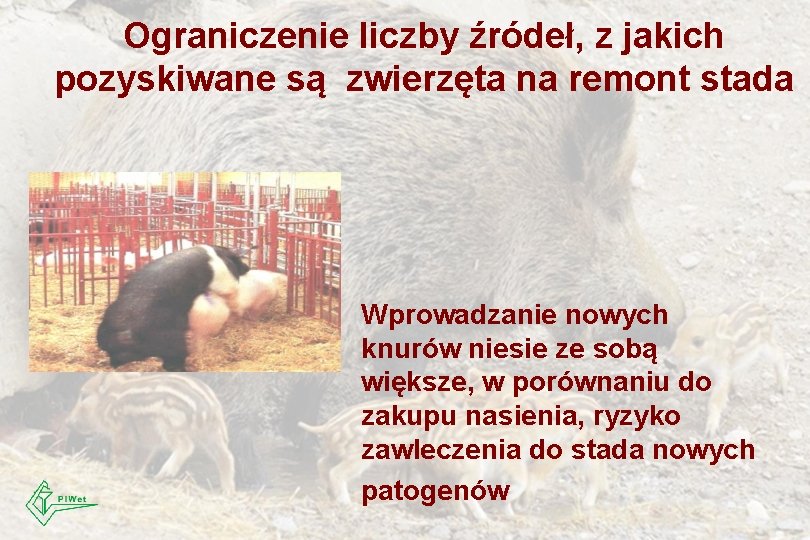 Ograniczenie liczby źródeł, z jakich pozyskiwane są zwierzęta na remont stada Wprowadzanie nowych knurów