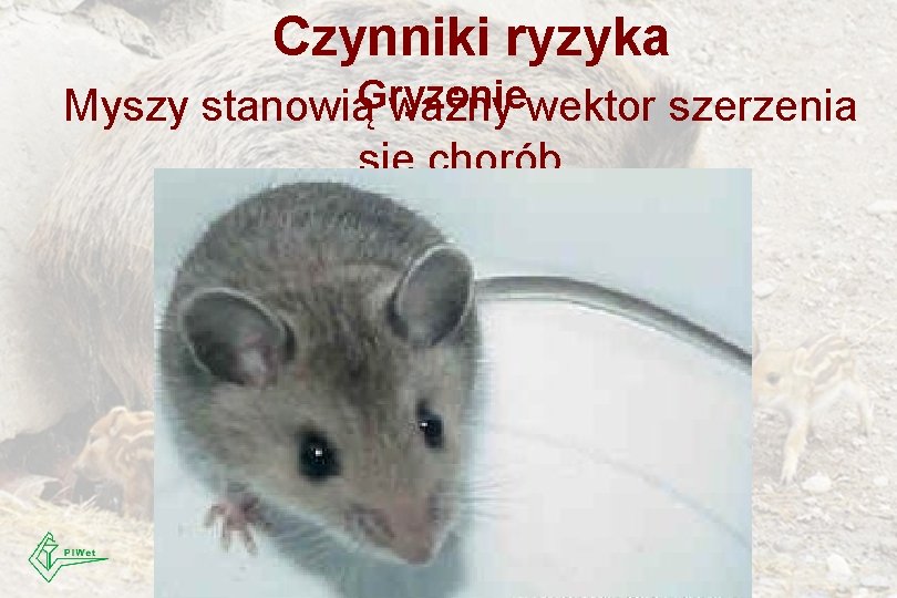 Czynniki ryzyka Myszy stanowiąGryzonie ważny wektor szerzenia się chorób 