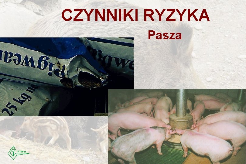 CZYNNIKI RYZYKA Pasza 