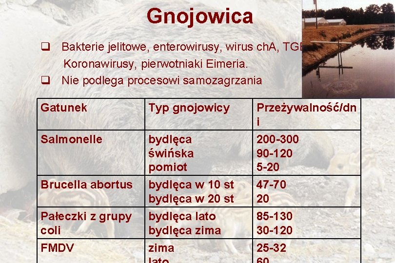 Gnojowica q Bakterie jelitowe, enterowirusy, wirus ch. A, TGEV, Koronawirusy, pierwotniaki Eimeria. q Nie