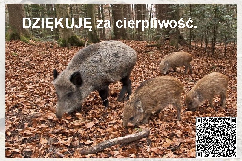 DZIĘKUJĘ za cierpliwość. 