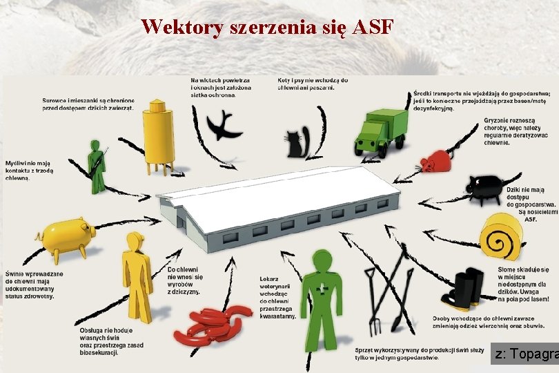 Wektory szerzenia się ASF z: Topagra 