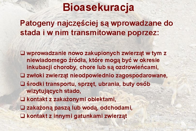 Bioasekuracja Patogeny najczęściej są wprowadzane do stada i w nim transmitowane poprzez: q wprowadzanie