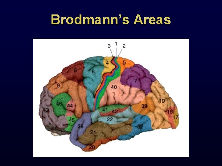 Brodmann’s Areas 