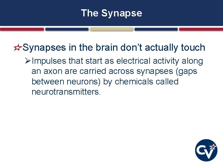 The Synapses in the brain don’t actually touch ØImpulses that start as electrical activity