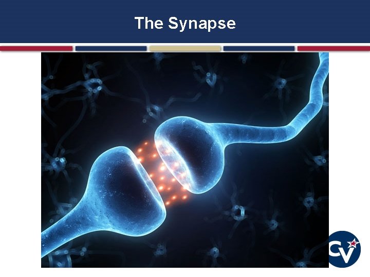 The Synapse 