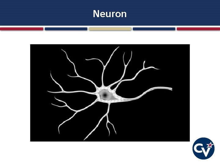 Neuron Neuron