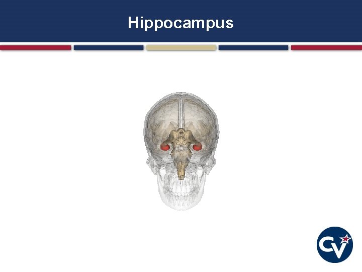 Hippocampus Hippocampus