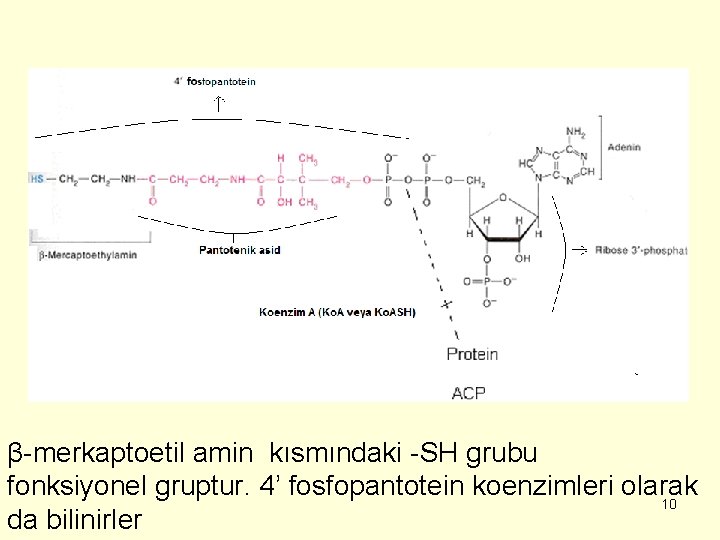 β-merkaptoetil amin kısmındaki -SH grubu fonksiyonel gruptur. 4’ fosfopantotein koenzimleri olarak 10 da bilinirler