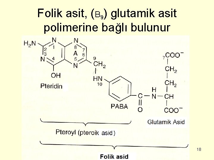 Folik asit, (B 9) glutamik asit polimerine bağlı bulunur 18 