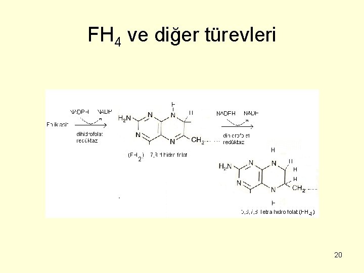 FH 4 ve diğer türevleri 20 