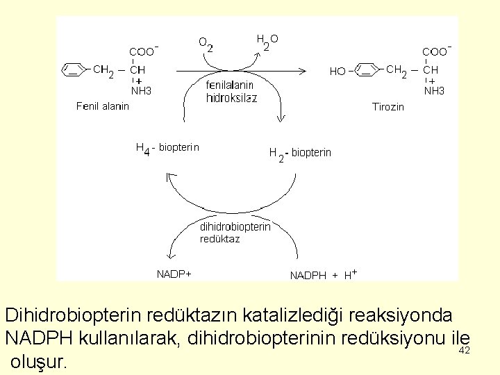 Dihidrobiopterin redüktazın katalizlediği reaksiyonda NADPH kullanılarak, dihidrobiopterinin redüksiyonu ile 42 oluşur. 