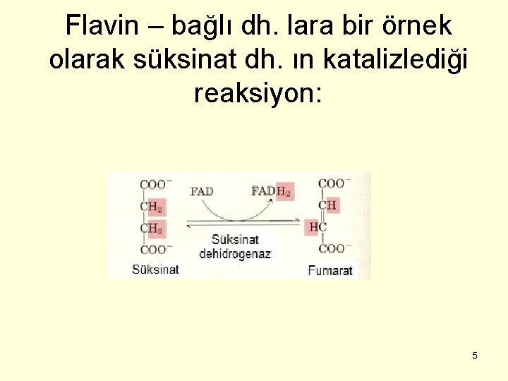 Flavin – bağlı dh. lara bir örnek olarak süksinat dh. ın katalizlediği reaksiyon: 5