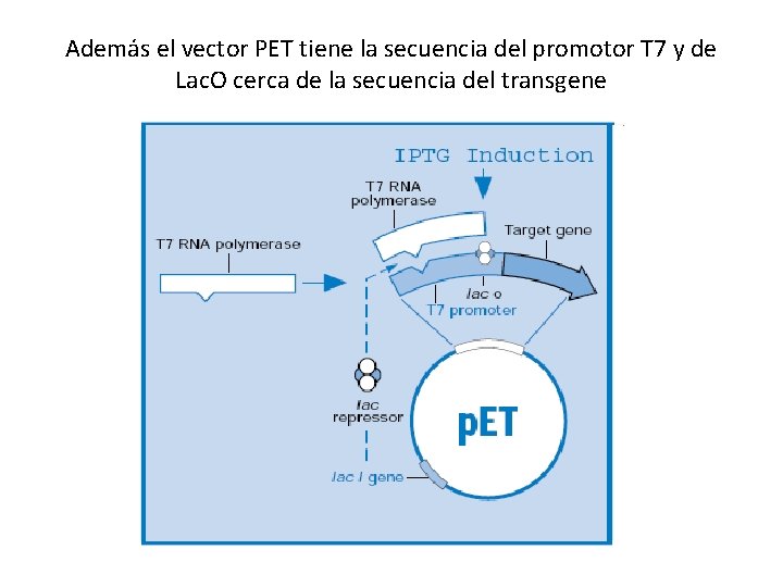 Además el vector PET tiene la secuencia del promotor T 7 y de Lac.