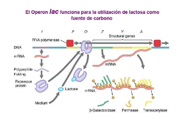  • El inductor del operón lac que utilizaremos será el isopropiltiogalactósido (IPTG). 