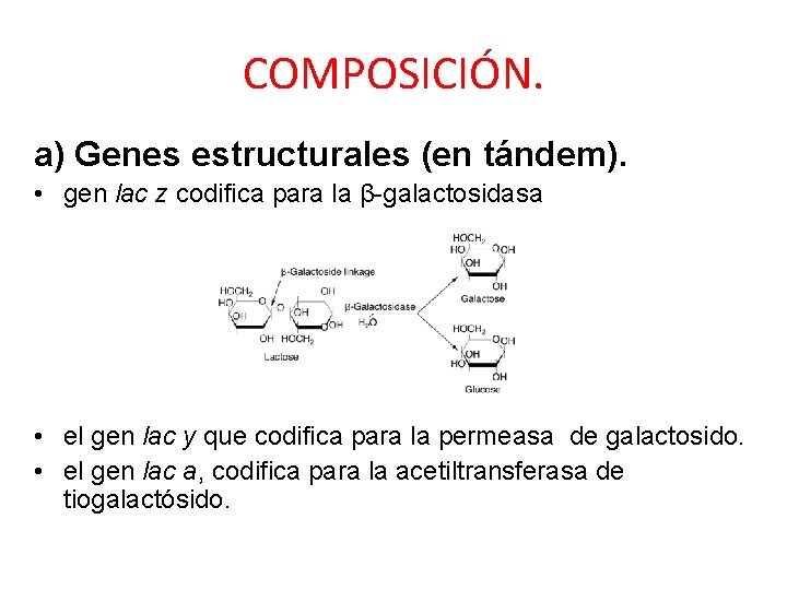 COMPOSICIÓN. a) Genes estructurales (en tándem). • gen lac z codifica para la β-galactosidasa
