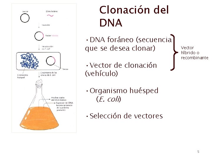 Clonación del DNA • DNA foráneo (secuencia que se desea clonar) • Vector de