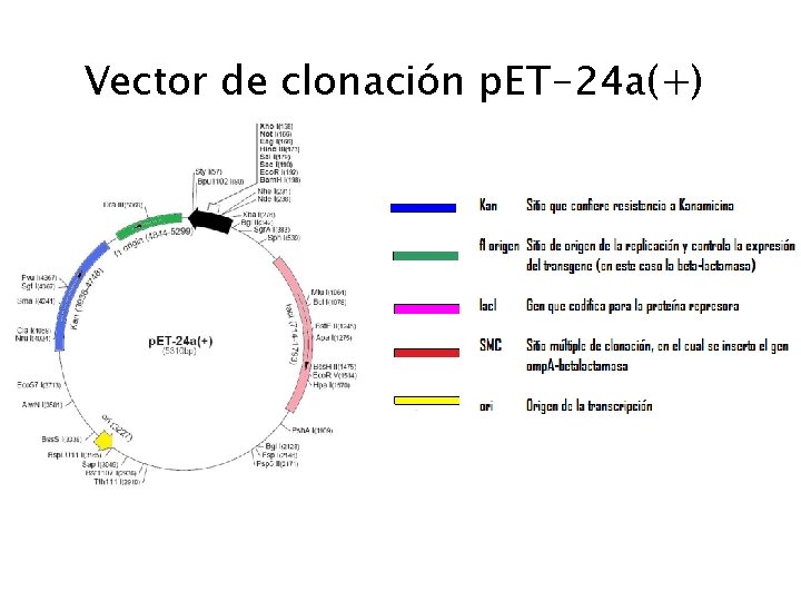 Vector de clonación p. ET-24 a(+) 