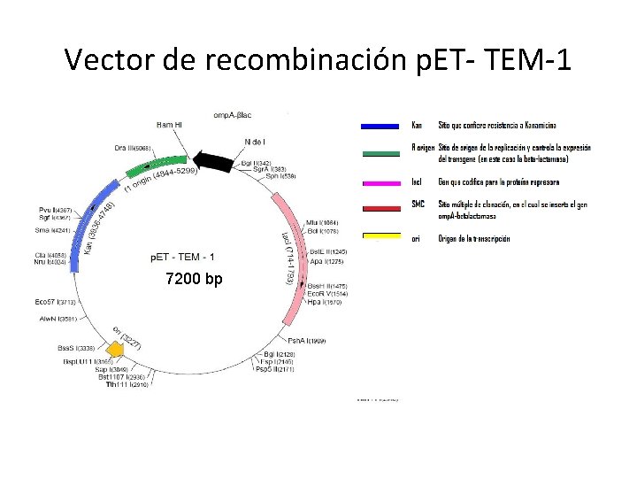 Vector de recombinación p. ET- TEM-1 7200 bp 