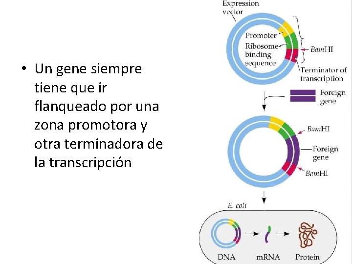  • Un gene siempre tiene que ir flanqueado por una zona promotora y