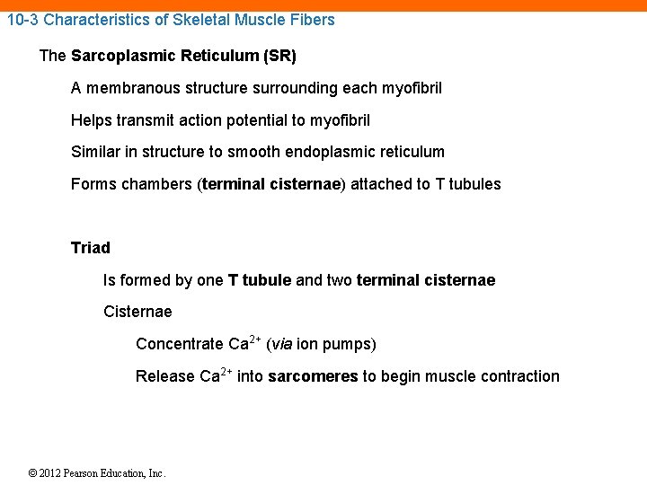 10 -3 Characteristics of Skeletal Muscle Fibers The Sarcoplasmic Reticulum (SR) A membranous structure 10 -3 Characteristics of Skeletal Muscle Fibers The Sarcoplasmic Reticulum (SR) A membranous structure