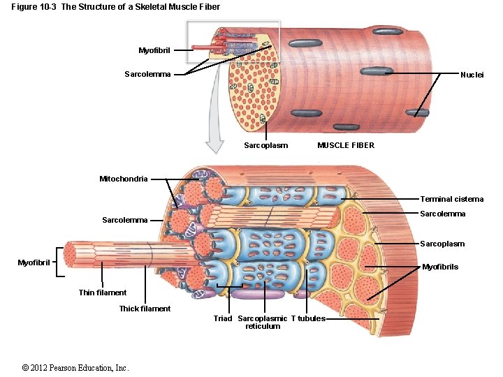 Figure 10 -3 The Structure of a Skeletal Muscle Fiber Myofibril Sarcolemma Nuclei Sarcoplasm Figure 10 -3 The Structure of a Skeletal Muscle Fiber Myofibril Sarcolemma Nuclei Sarcoplasm