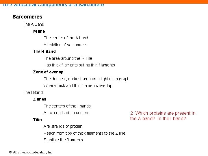 10 -3 Structural Components of a Sarcomeres The A Band M line The center 10 -3 Structural Components of a Sarcomeres The A Band M line The center