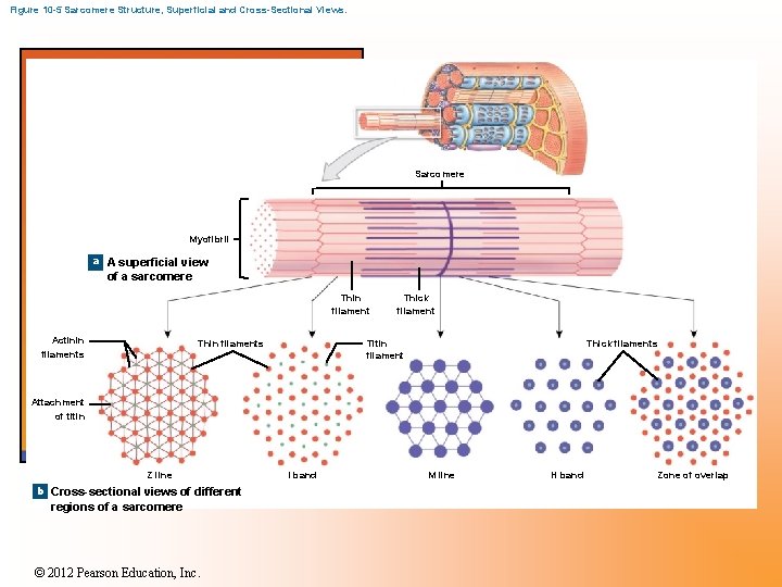 Figure 10 -5 Sarcomere Structure, Superficial and Cross-Sectional Views. Sarcomere Myofibril a A superficial Figure 10 -5 Sarcomere Structure, Superficial and Cross-Sectional Views. Sarcomere Myofibril a A superficial