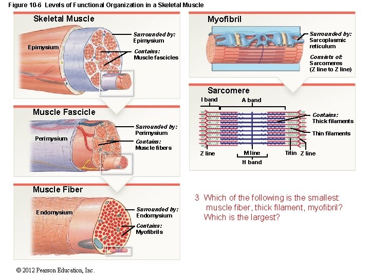 Figure 10 -6 Levels of Functional Organization in a Skeletal Muscle Myofibril Surrounded by: Figure 10 -6 Levels of Functional Organization in a Skeletal Muscle Myofibril Surrounded by: