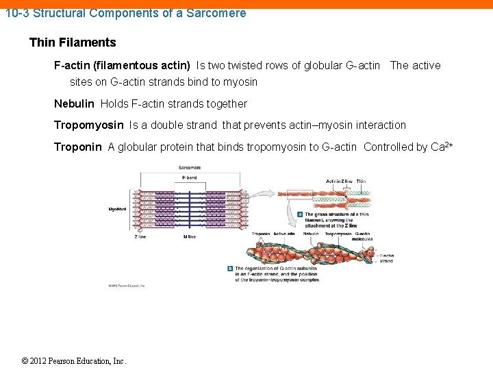 10 -3 Structural Components of a Sarcomere Thin Filaments F-actin (filamentous actin) Is two 10 -3 Structural Components of a Sarcomere Thin Filaments F-actin (filamentous actin) Is two