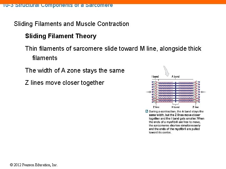 10 -3 Structural Components of a Sarcomere Sliding Filaments and Muscle Contraction Sliding Filament 10 -3 Structural Components of a Sarcomere Sliding Filaments and Muscle Contraction Sliding Filament