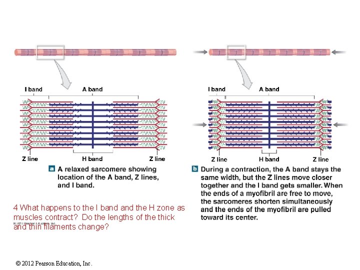 4 What happens to the I band the H zone as muscles contract? Do 4 What happens to the I band the H zone as muscles contract? Do