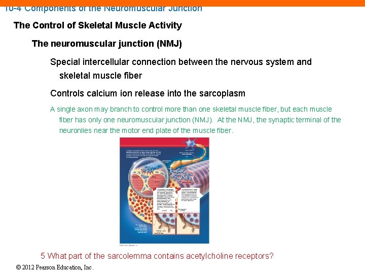 10 -4 Components of the Neuromuscular Junction The Control of Skeletal Muscle Activity The 10 -4 Components of the Neuromuscular Junction The Control of Skeletal Muscle Activity The