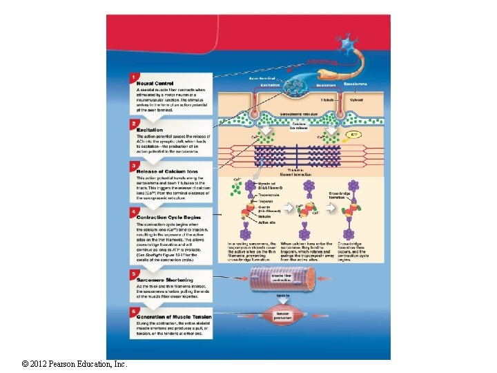 © 2012 Pearson Education, Inc. © 2012 Pearson Education, Inc.