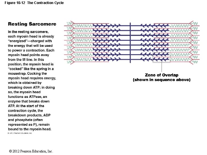 Figure 10 -12 The Contraction Cycle Resting Sarcomere Zone of overlap (shown in sequence Figure 10 -12 The Contraction Cycle Resting Sarcomere Zone of overlap (shown in sequence
