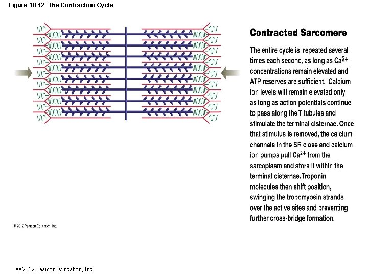 Figure 10 -12 The Contraction Cycle Contracted Sarcomere © 2012 Pearson Education, Inc. Figure 10 -12 The Contraction Cycle Contracted Sarcomere © 2012 Pearson Education, Inc.
