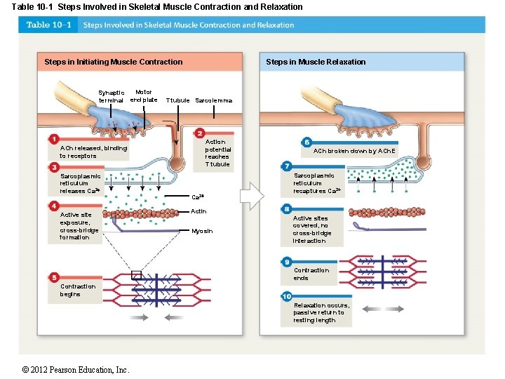 Table 10 -1 Steps Involved in Skeletal Muscle Contraction and Relaxation Steps in Initiating Table 10 -1 Steps Involved in Skeletal Muscle Contraction and Relaxation Steps in Initiating