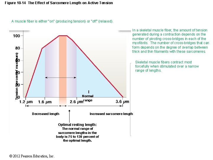 Figure 10 -14 The Effect of Sarcomere Length on Active Tension A muscle fiber Figure 10 -14 The Effect of Sarcomere Length on Active Tension A muscle fiber