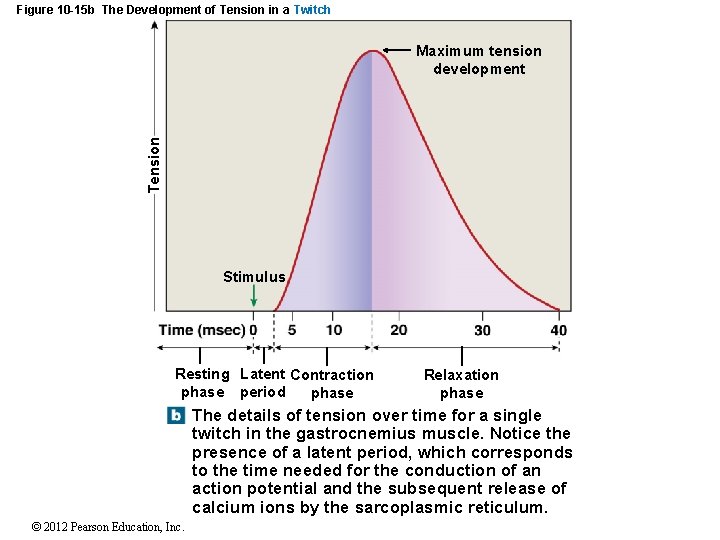 Figure 10 -15 b The Development of Tension in a Twitch Tension Maximum tension Figure 10 -15 b The Development of Tension in a Twitch Tension Maximum tension