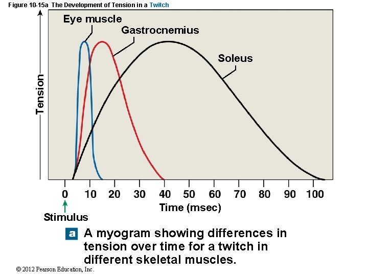 Figure 10 -15 a The Development of Tension in a Twitch Eye muscle Gastrocnemius Figure 10 -15 a The Development of Tension in a Twitch Eye muscle Gastrocnemius