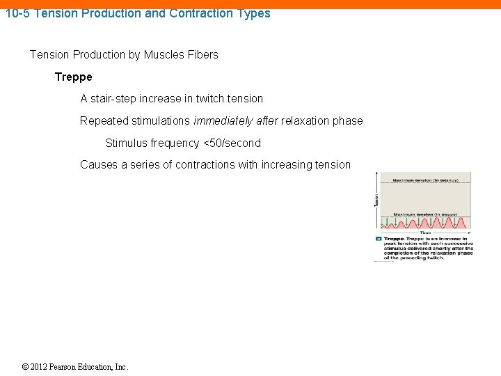 10 -5 Tension Production and Contraction Types Tension Production by Muscles Fibers Treppe A 10 -5 Tension Production and Contraction Types Tension Production by Muscles Fibers Treppe A