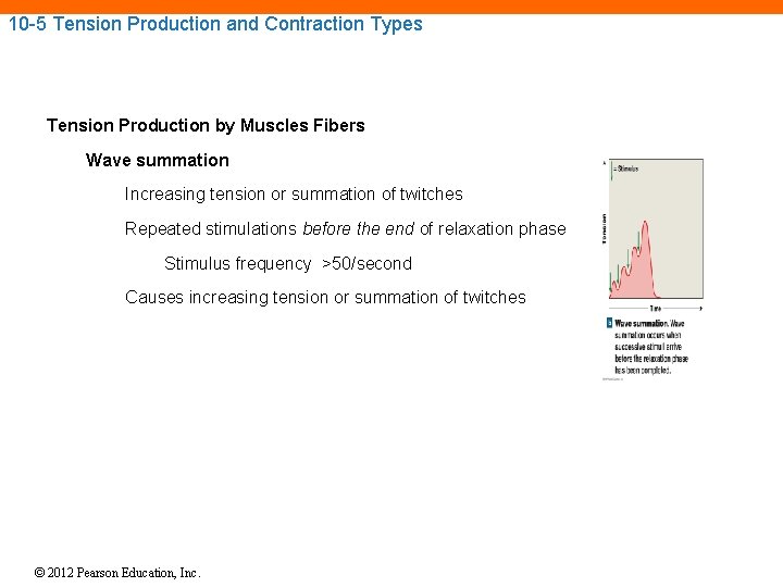 10 -5 Tension Production and Contraction Types Tension Production by Muscles Fibers Wave summation 10 -5 Tension Production and Contraction Types Tension Production by Muscles Fibers Wave summation