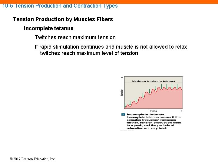10 -5 Tension Production and Contraction Types Tension Production by Muscles Fibers Incomplete tetanus 10 -5 Tension Production and Contraction Types Tension Production by Muscles Fibers Incomplete tetanus