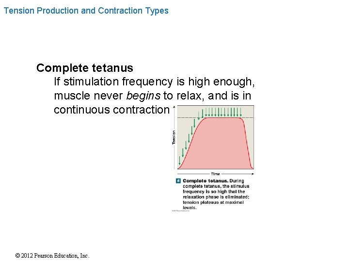 Tension Production and Contraction Types Complete tetanus If stimulation frequency is high enough, muscle Tension Production and Contraction Types Complete tetanus If stimulation frequency is high enough, muscle