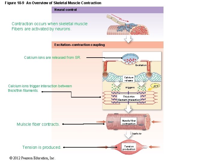 Figure 10 -9 An Overview of Skeletal Muscle Contraction Neural control Contraction occurs when Figure 10 -9 An Overview of Skeletal Muscle Contraction Neural control Contraction occurs when