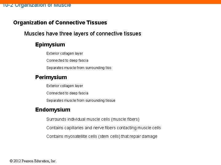10 -2 Organization of Muscle Organization of Connective Tissues Muscles have three layers of 10 -2 Organization of Muscle Organization of Connective Tissues Muscles have three layers of