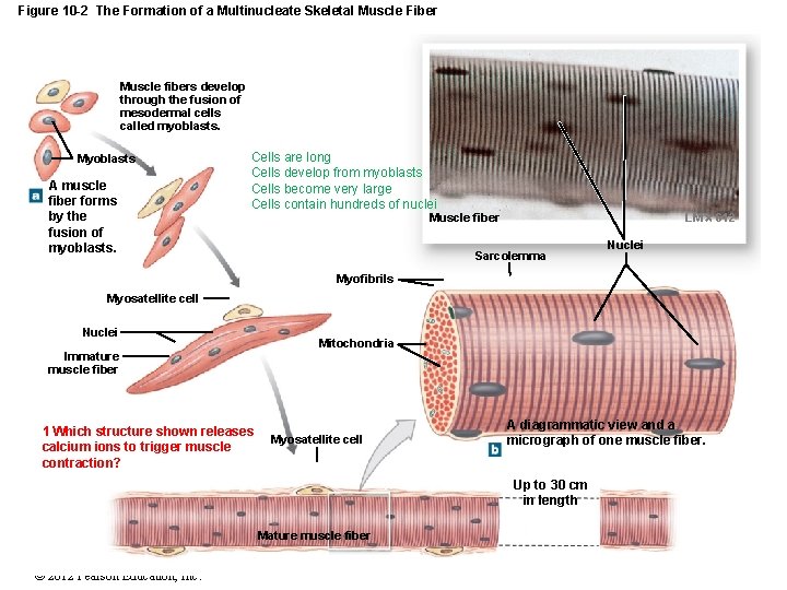 Figure 10 -2 The Formation of a Multinucleate Skeletal Muscle Fiber Muscle fibers develop Figure 10 -2 The Formation of a Multinucleate Skeletal Muscle Fiber Muscle fibers develop